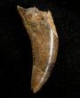Inch Nanotyrannus Tooth From Montana #3432-1